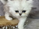 3 chatons Persan chinchilla black silver shaded LOOF nés avril 2026 à vendre