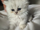 Chatons Persans et chinchillas à vendre