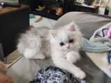 Chatons Persans et chinchillas à vendre