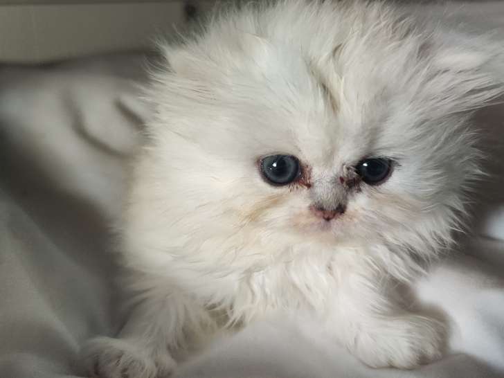 Chatons Persans et chinchillas à vendre