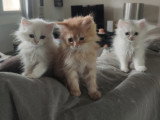 Chatons Persans et chinchillas à vendre