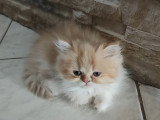 Chatons Persans et chinchillas à vendre