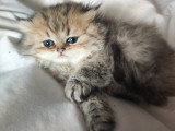 Chatons Persans et chinchillas à vendre