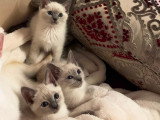 4 magnifiques chatons Siamois blue point à vendre