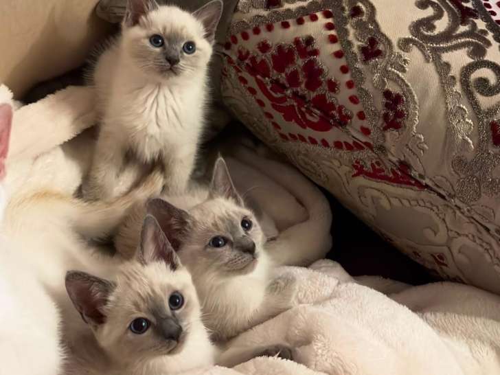 4 magnifiques chatons Siamois blue point à vendre