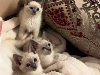4 magnifiques chatons Siamois blue point à vendre