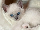 4 magnifiques chatons Siamois blue point à vendre