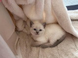 4 magnifiques chatons Siamois blue point à vendre