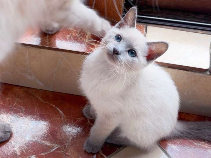 2 magnifiques chatons mâles Siamois blue point disponibles de suite