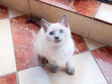 2 magnifiques chatons mâles Siamois blue point disponibles de suite