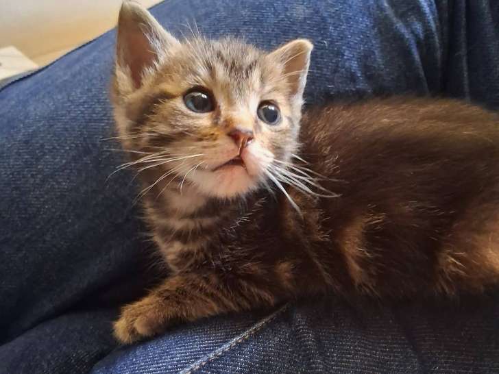 Maya, chatonne à adopter en association
