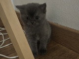 Chaton Scottish Straight à vendre