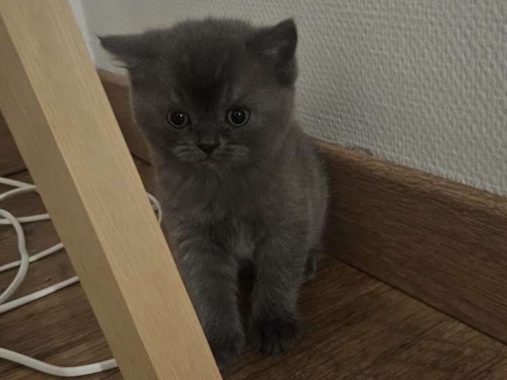 Chaton Scottish Straight à vendre