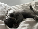 Chaton Scottish Straight à vendre
