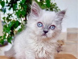 Chaton British Longhair mâle lilac point à vendre non LOOF