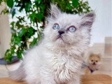 Chaton British Longhair mâle lilac point à vendre non LOOF