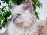 Chaton British Longhair mâle lilac point à vendre non LOOF