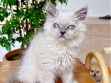 Chaton British Longhair mâle lilac point à vendre non LOOF
