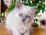 Chaton British Longhair mâle lilac point à vendre non LOOF