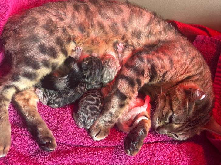 Chatons Bengal à vendre