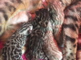 Chatons Bengal à vendre
