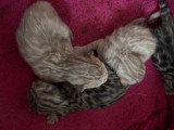 Chatons Bengal à vendre