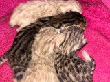 Chatons Bengal à vendre