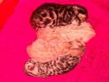 Chatons Bengal à vendre