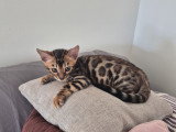 Chaton Bengal à vendre
