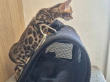 Chaton Bengal à vendre