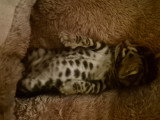 Chaton Bengal à vendre