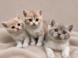 3 chatons femelles British Shorthair LOOF à réserver d'avril 2026