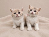 3 chatons femelles British Shorthair LOOF à réserver d'avril 2026