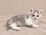 3 chatons femelles British Shorthair LOOF à réserver d'avril 2026