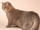 3 chatons femelles British Shorthair LOOF à réserver d'avril 2026