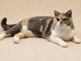 3 chatons femelles British Shorthair LOOF à réserver d'avril 2026