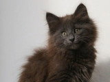 Chaton de race Norvégien femelle à vendre