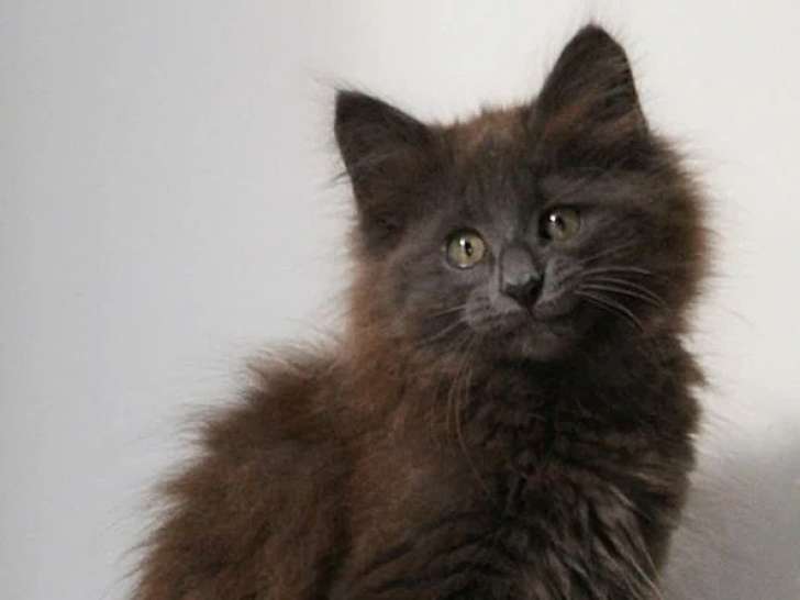 Chaton de race Norvégien femelle à vendre