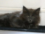 Chaton de race Norvégien femelle à vendre