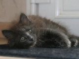 Chaton de race Norvégien femelle à vendre