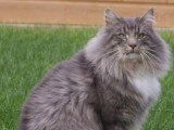 Chaton de race Norvégien femelle à vendre