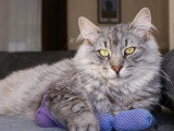 Chaton de race Norvégien femelle à vendre