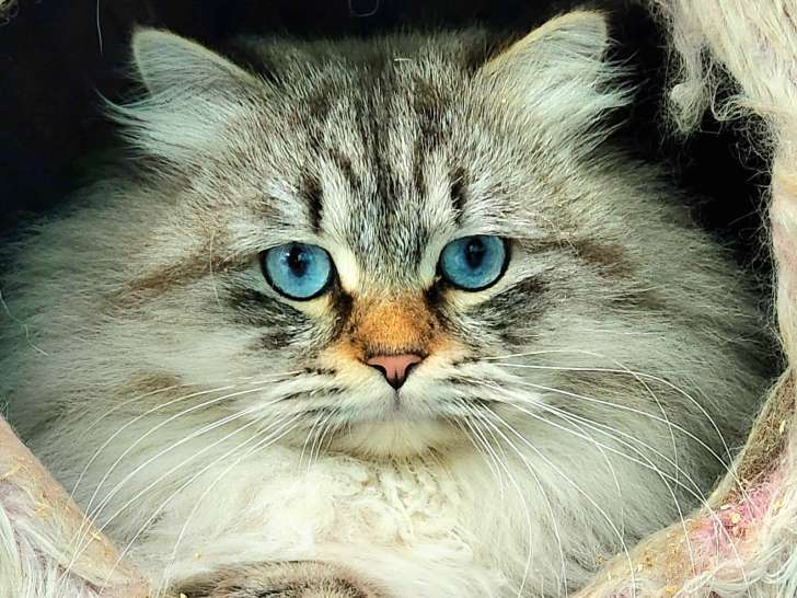 Chatons Sibérien à vendre