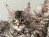 Chaton de race Maine Coon mâle à vendre