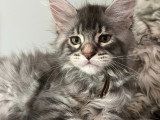 Chaton de race Maine Coon mâle à vendre