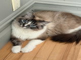 Ragdoll retraitées à vendre