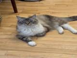 Ragdoll retraitées à vendre