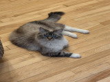 Ragdoll retraitées à vendre