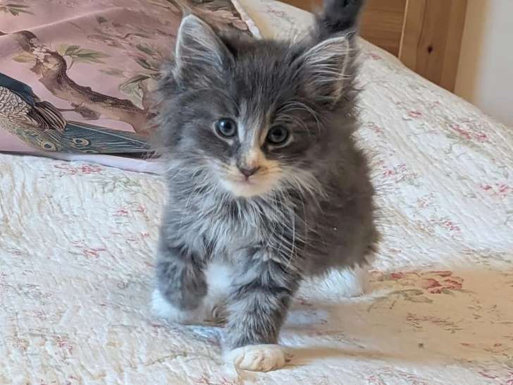 Chaton norvégien mâle bleu et blanc LOOF d'avril 2026 à réserver