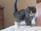 Chaton norvégien mâle bleu et blanc LOOF d'avril 2026 à réserver